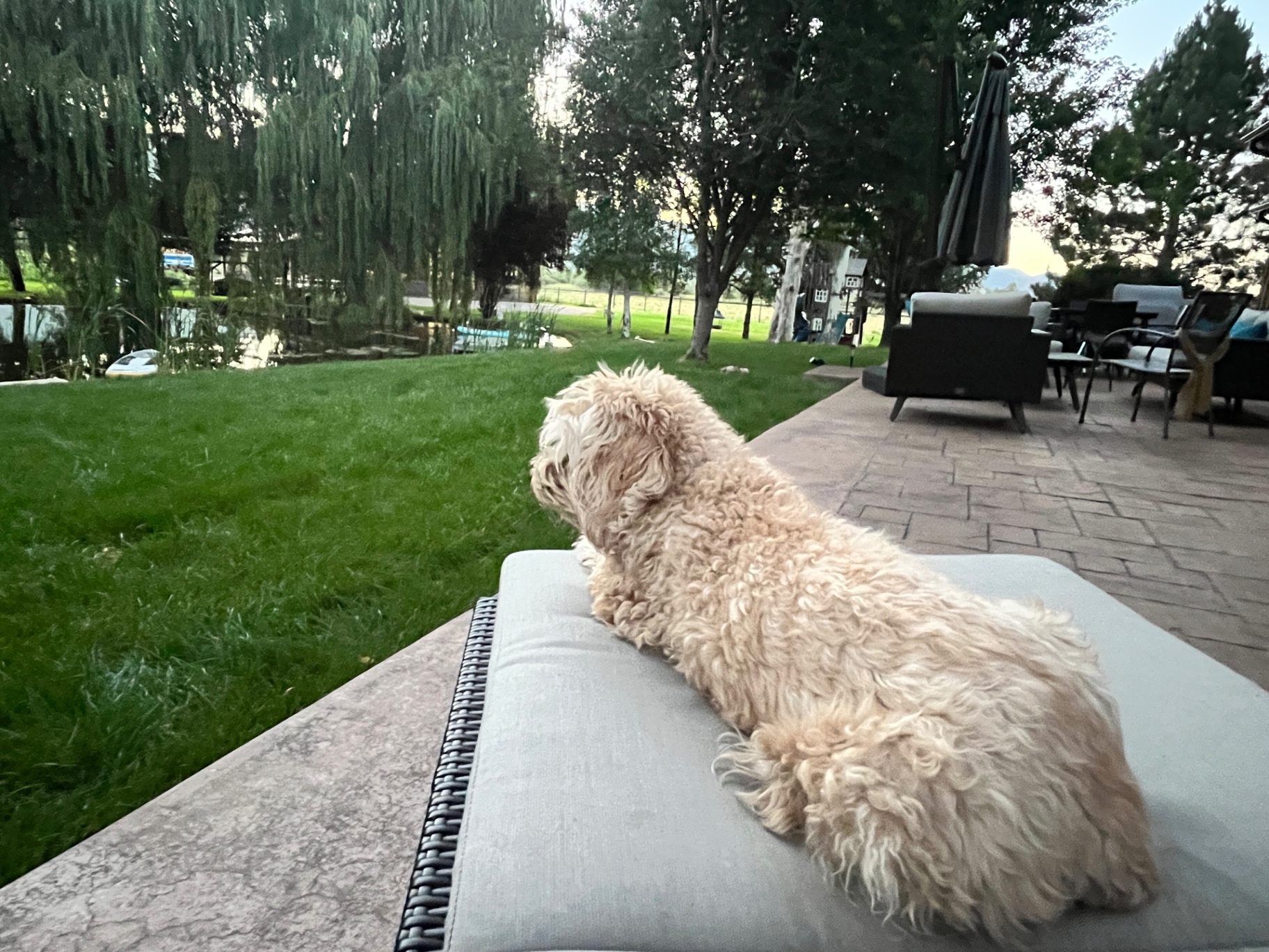 A fluffy dog on a patio cushion looking out at the pond and lawn